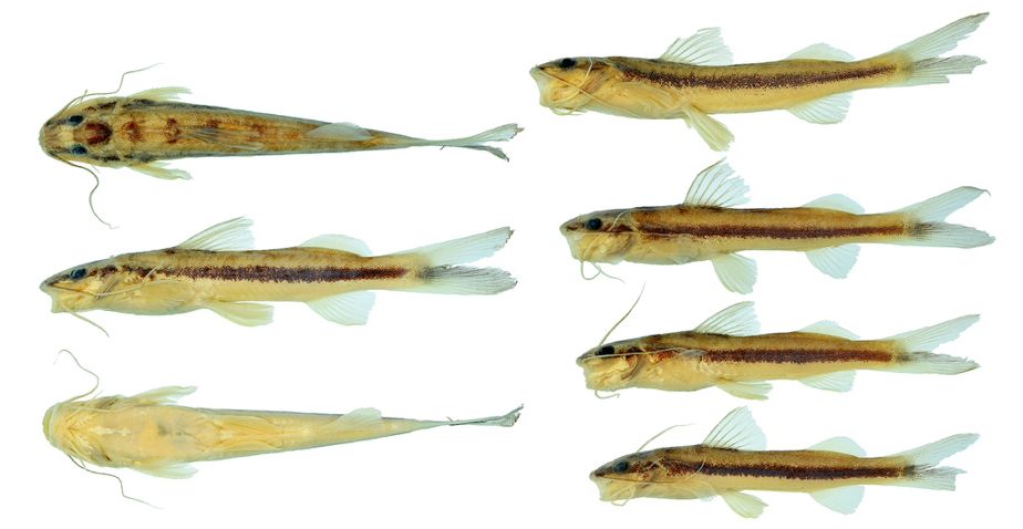 Skinny little catfish, new to science!