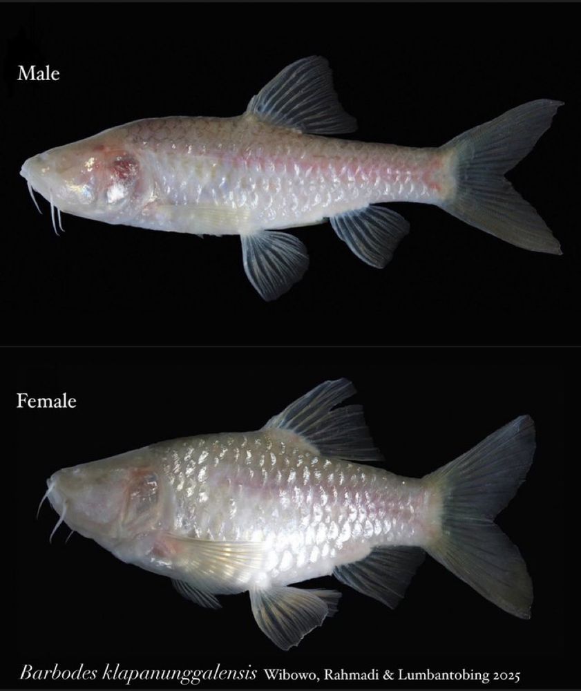 A new Barb fish from cave habitats that is silvery pink with small whisker barbels, and eyes reduced or absent. 