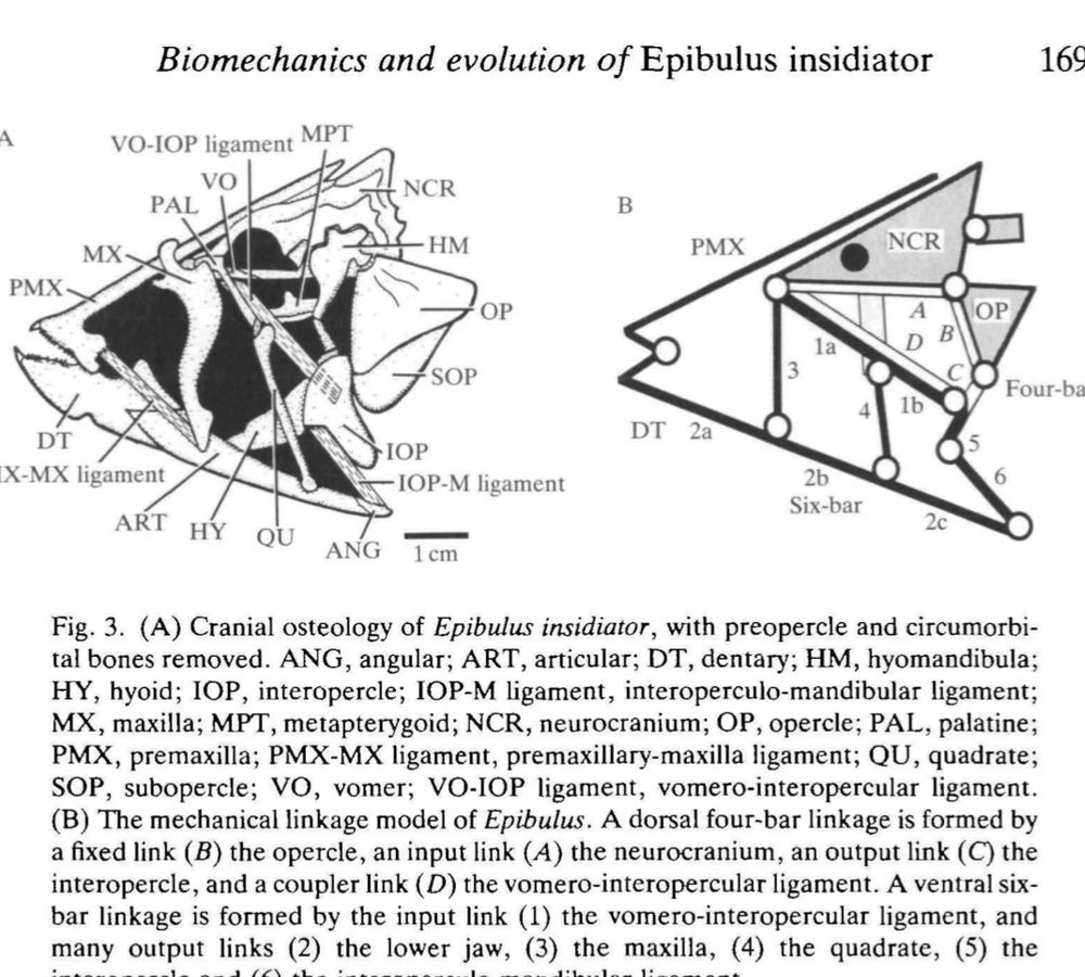 A scientific illustration of the jaw mechanism of the sling jaw wrasse. 