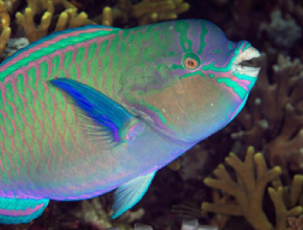 Photo of Scarus festivus, the festive parrotfish, by Wayne and Pam Osborne on iNaturalist