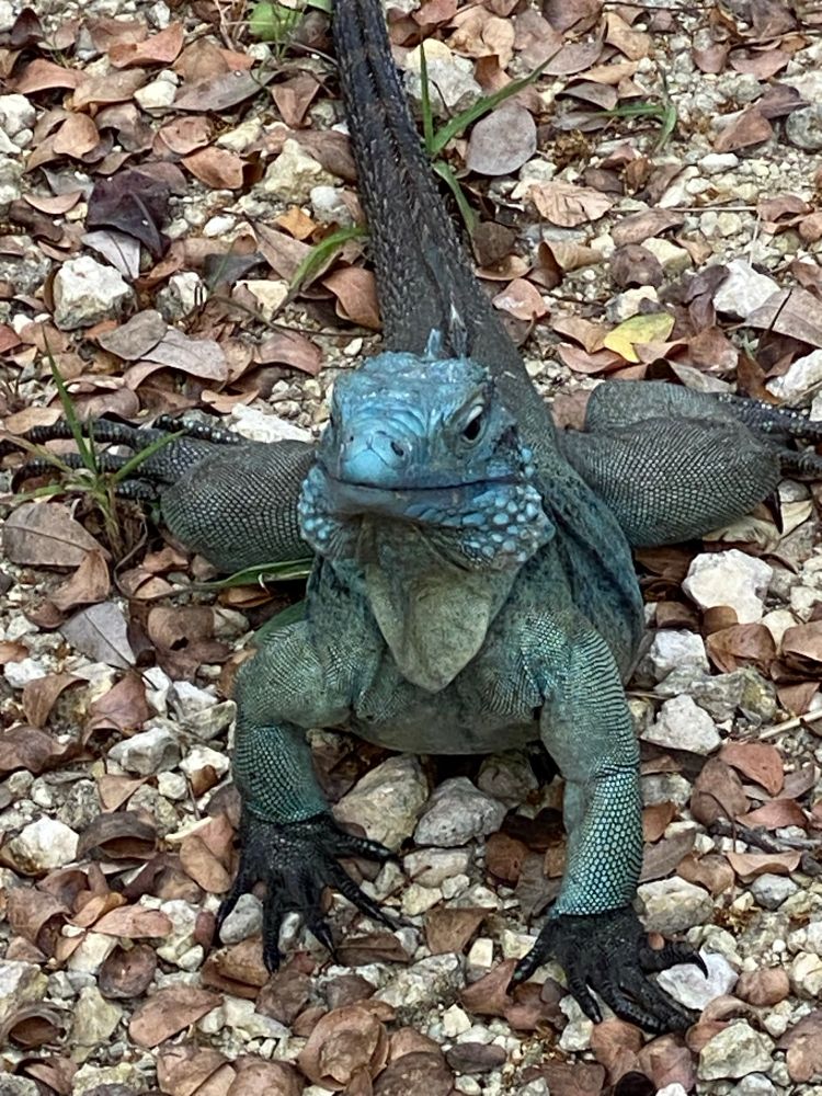 Blue iguana on Grand Cayman, facing camera with extraordinary deep blue head characteristic of males. 