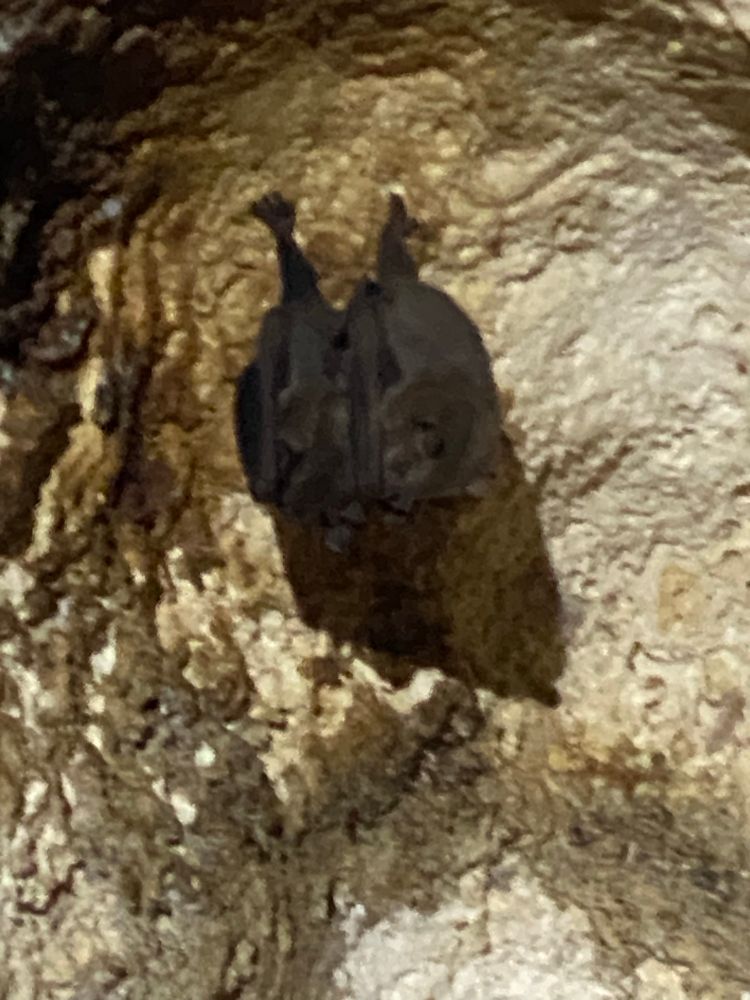 A curled up Jamaican fruit eating bat, brown and upside down. 