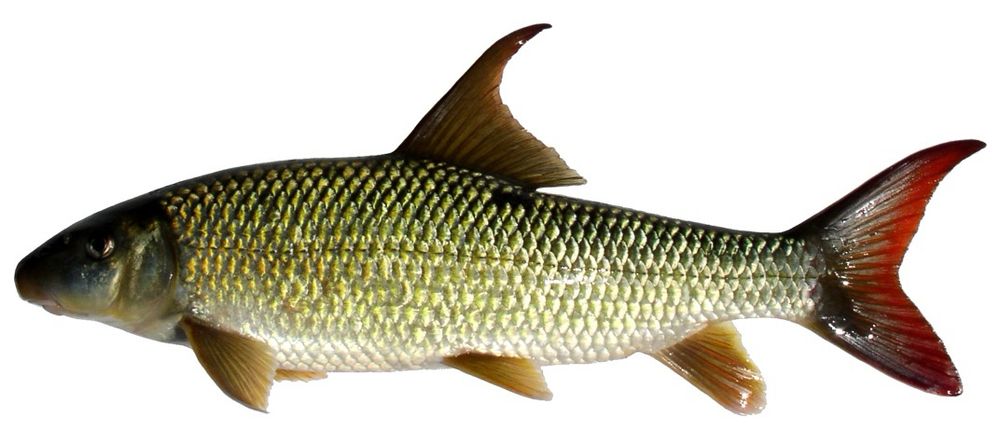 New redhorse fish, with shiny yellow green scales and Ruby red fin edges 