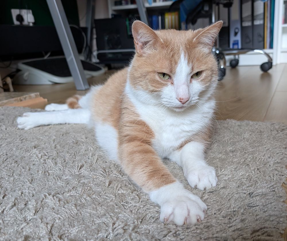 Photo of a ginger and white cat lying on a grey rug, front paws outstretched and one set of claws spread and gripping the pile. 