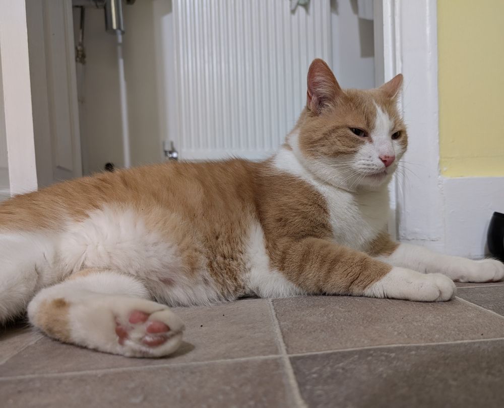 Photo of a ginger and white cat lying on a cool lino floor in a beige tile pattern.