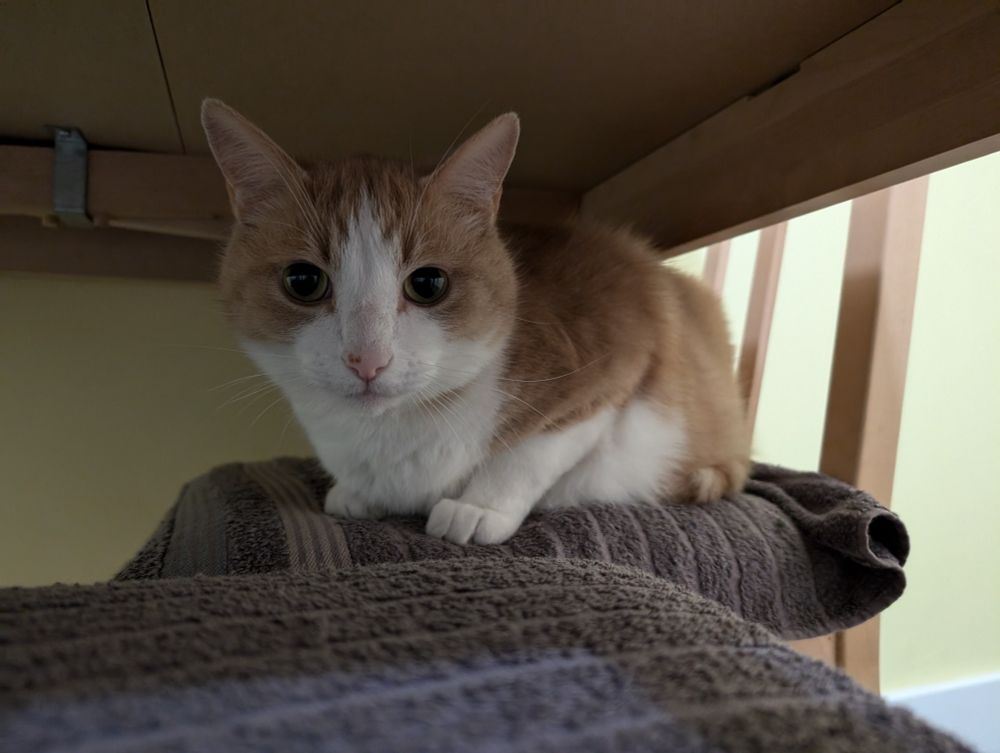 Photo of a ginger and white cat crouching on a dining chair underneath a table.