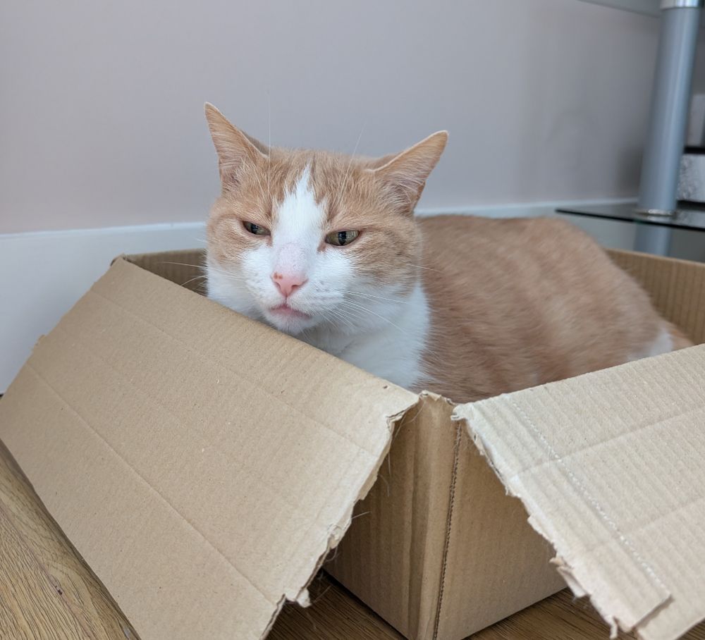 Photo of a ginger and white cat lying in a cardboard box. The cat looks suspicious. Maybe there is still a new chair in the room.