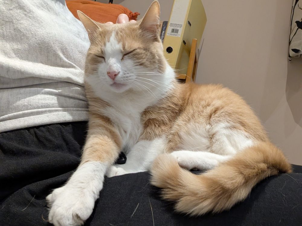 Photo of a ginger and white cat curled up on a human lap, eyes scrunched up as he gets head scritches. 