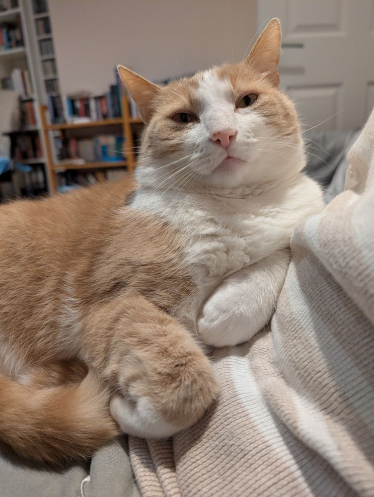 Photo of a ginger and white cat relaxing on a human lap, front paws folded in front of him. 
