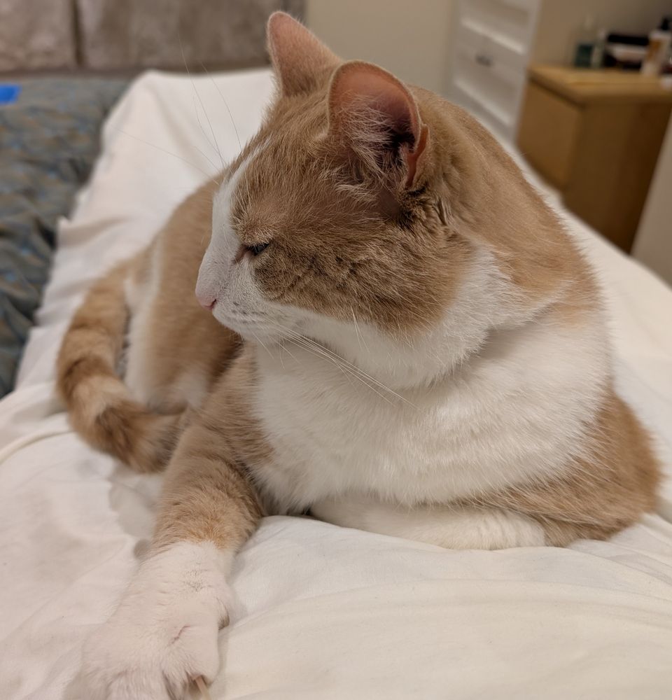 Photo of a ginger and white cat lying on cream bedsheets over a human, curled up with a paw outstretched. 