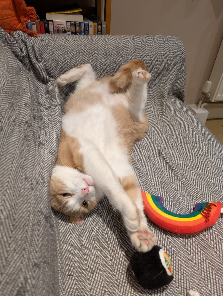 Photo of a ginger and white cat lying on his back on a sofa, back legs akimbo, reaching for a sushi-shaped cat toy. 