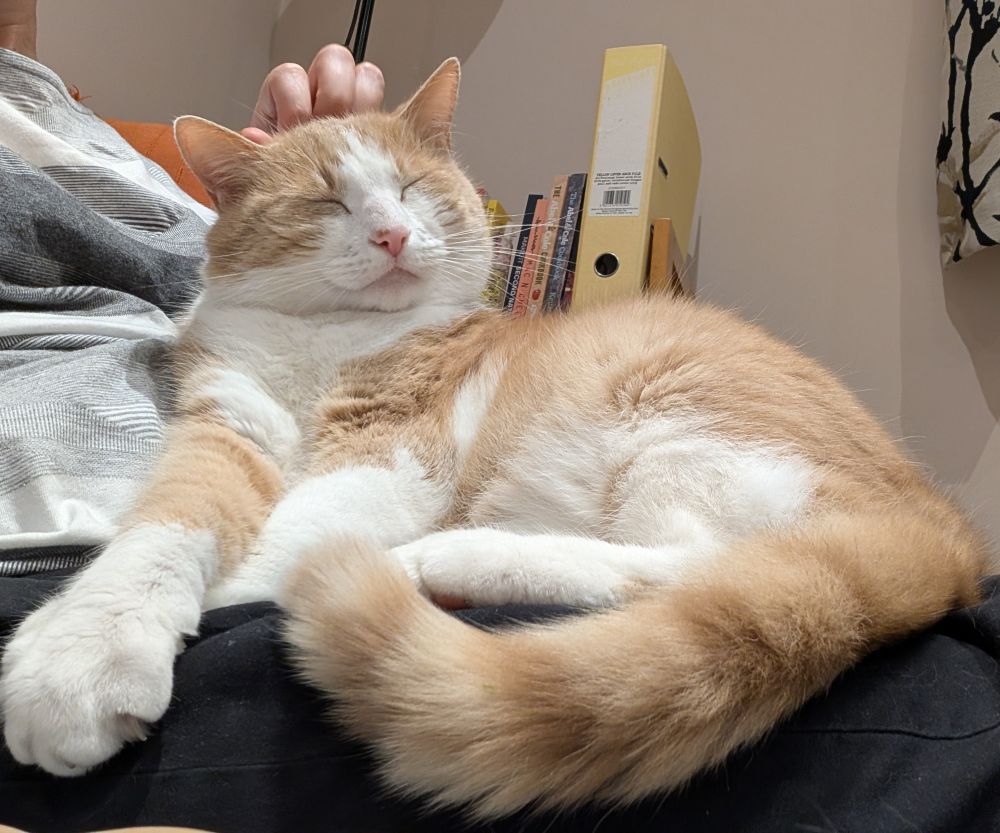 Photo of a ginger and white cat lying on a human lap, getting a head scritch and looking very happy about it.