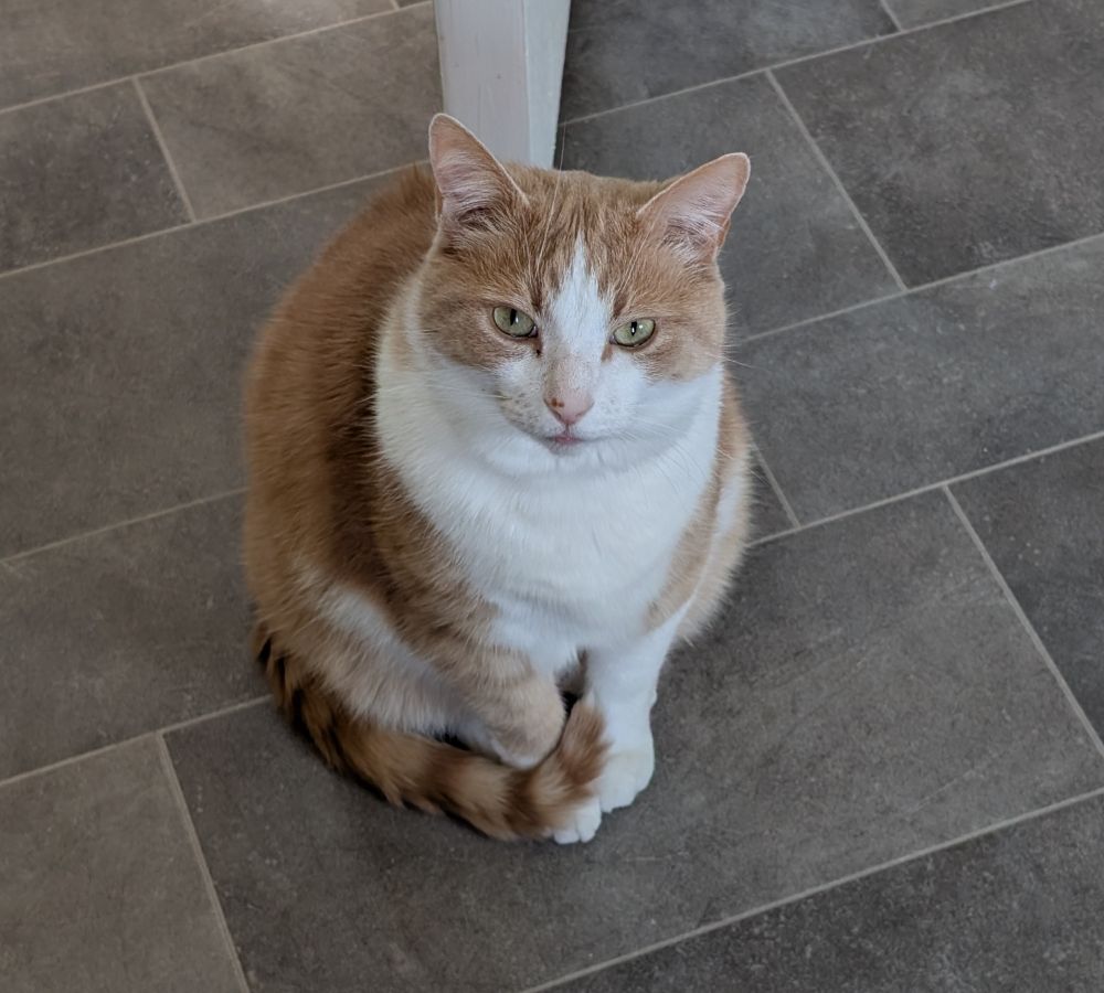 Photo of a ginger and white cat sitting on a grey tiled floor. He is looking up at the camera with a flinty expression.