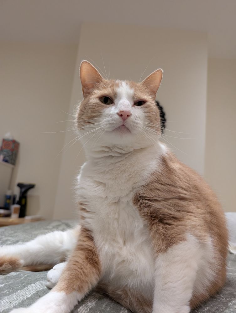 Photo of a ginger and white cat half sitting up on a green and white blanket.