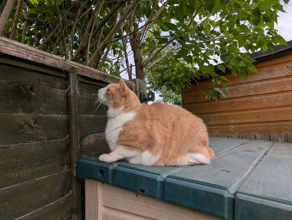 Photo of a ginger and white cat crouched and poised on a garden box, looking intently into a tree over a fence.