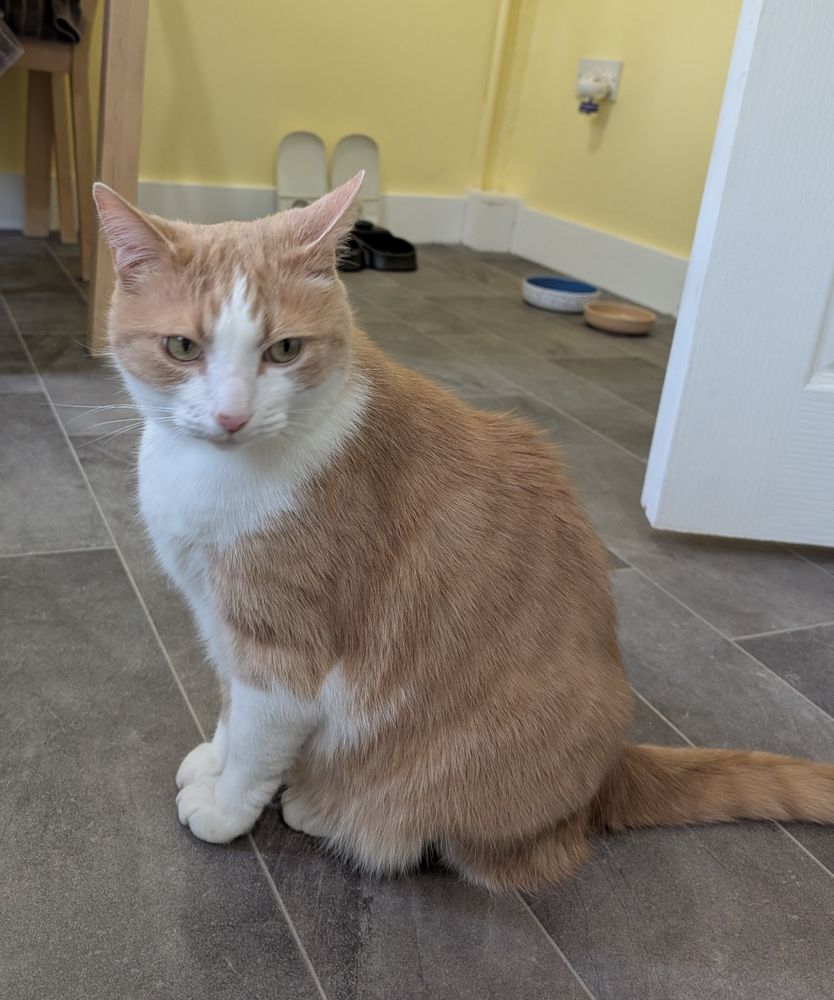 Photo of a ginger and white cat sitting on a grey floor, with two empty food bowls in the background, looking sulky.