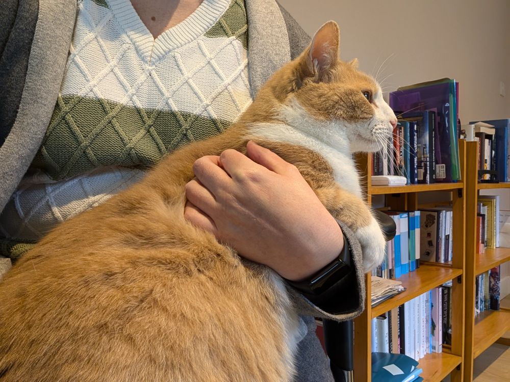 Photo of a ginger and white cat lying in a human lap, front paws draped over an arm. 