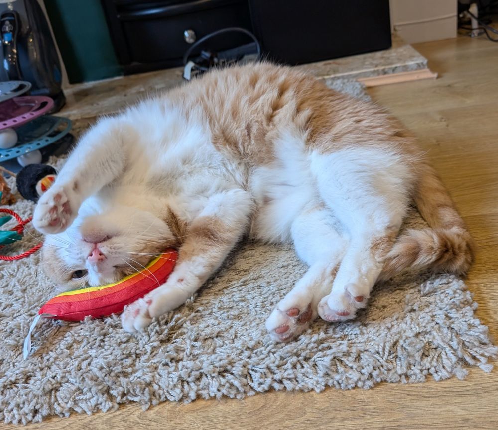Photo of a ginger and white cat lying on a grey rug, upside down head and a catnip rainbow circling his face.