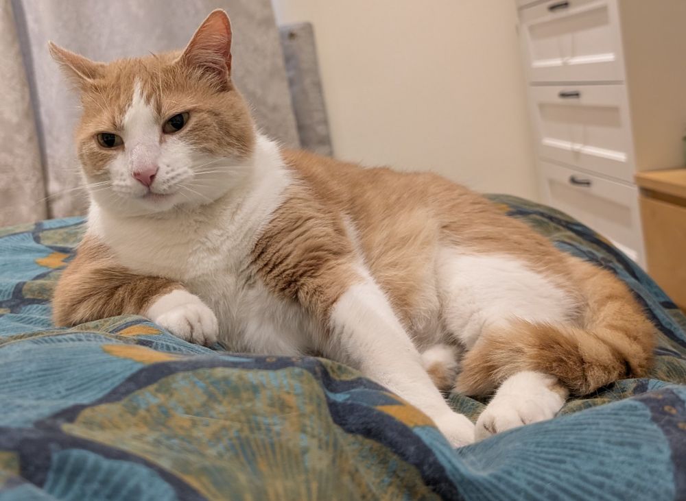 Photo of a ginger and white cat lying on a blue and green duvet. The cat rests his right front leg on the human-shape beneath the cover, looking like he's leaning on his elbow as if channeling Del Boy before he falls through the bar.