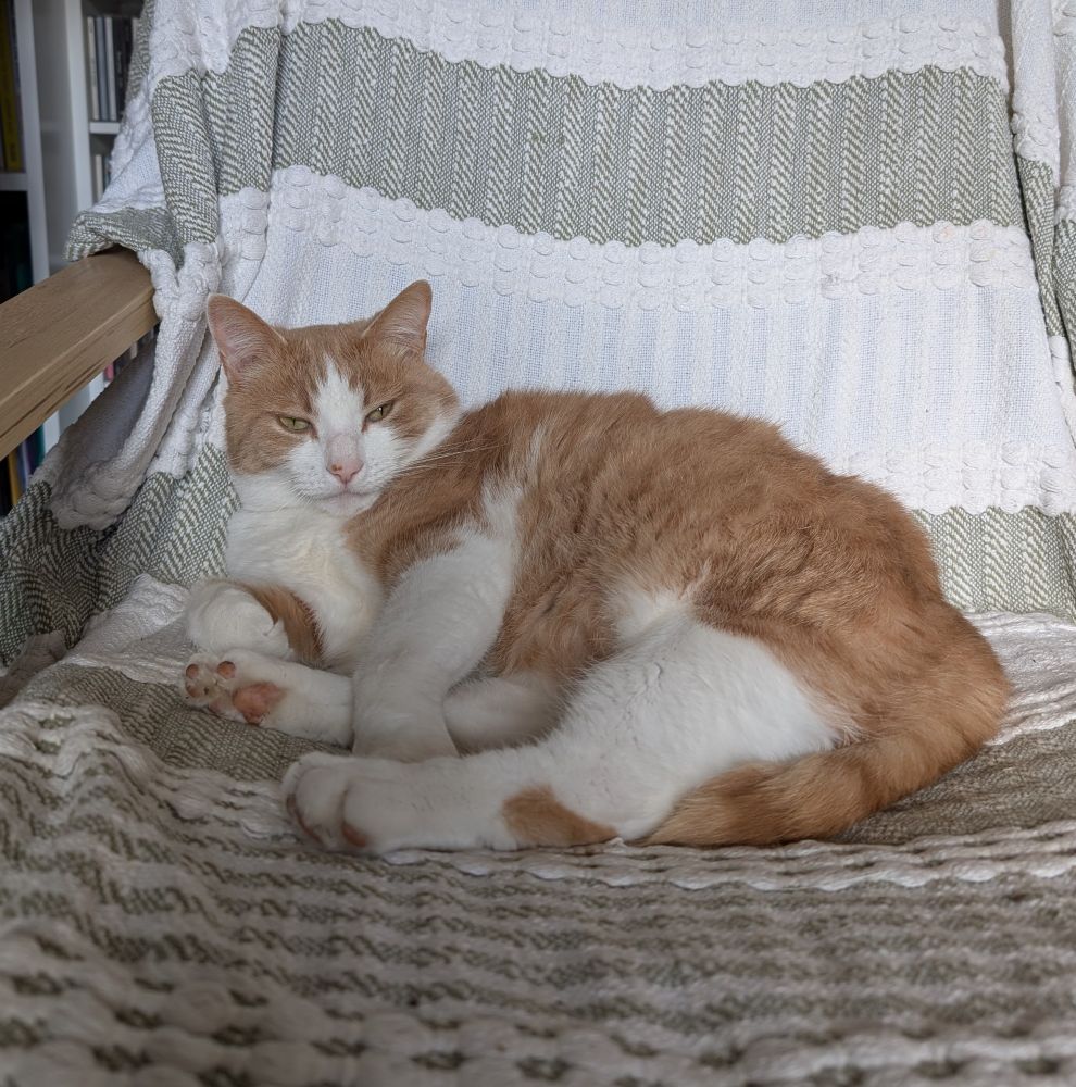 Photo of a ginger and white cat recumbent in a chair covered by a green and white striped throw, giving real evils at the camera.
