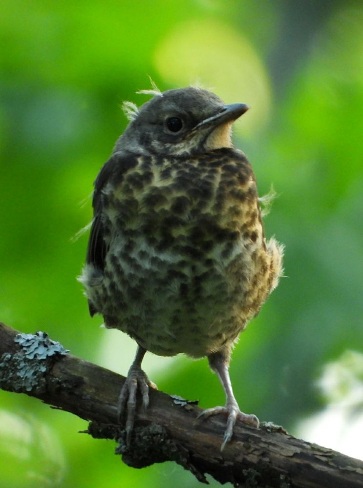 A photograph of a fledgling fieldfare sitting on a tree branch with lichen on it, with a bright green background. The bird's head is grey and its abdomen is a yellowish white with brown spots. Some feathery tufts of down are sticking out from its head and body.
