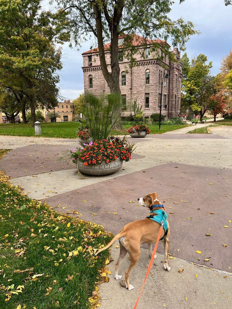 My caramel and white colored dog, Archie, stands on the walkway at Morningside University. To his left is a patch of grass covered with yellow fall leaves. In front of him are beautiful planters filled with flowers. In the distance is one of the college buildings made of pink granite.