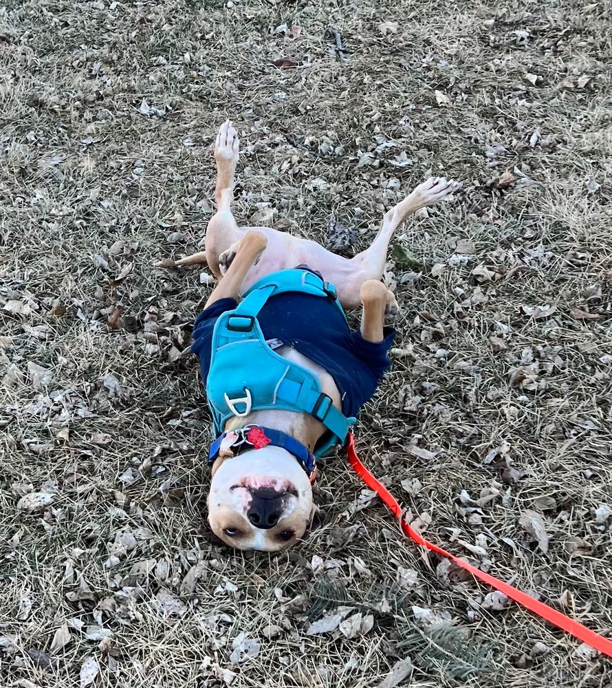 The author‘s dog, Archie lays on his back on the ground as he rolls around. The dog is smiling, wearing a blue harness and a blue sweatshirt. The dog has a white face and a reddish brown fur color body.