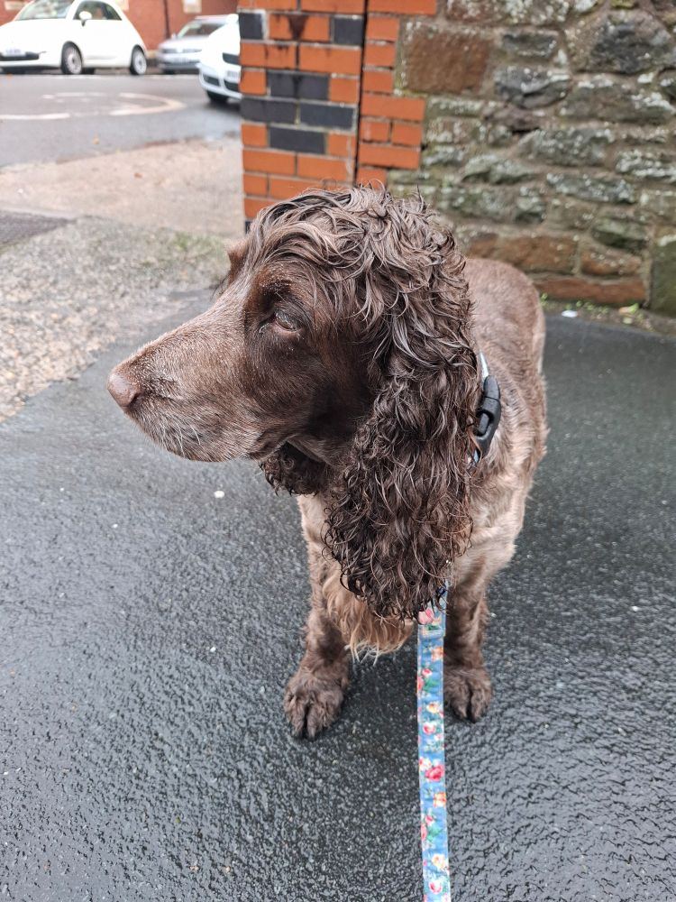 photo of a brown cocker spaniel head on, they are very soggy 