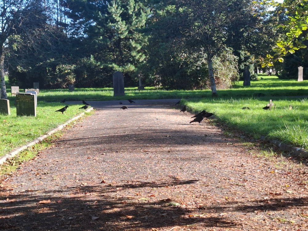 photograph of a path in a cemetery with grass either side, there are 12 crows standing around