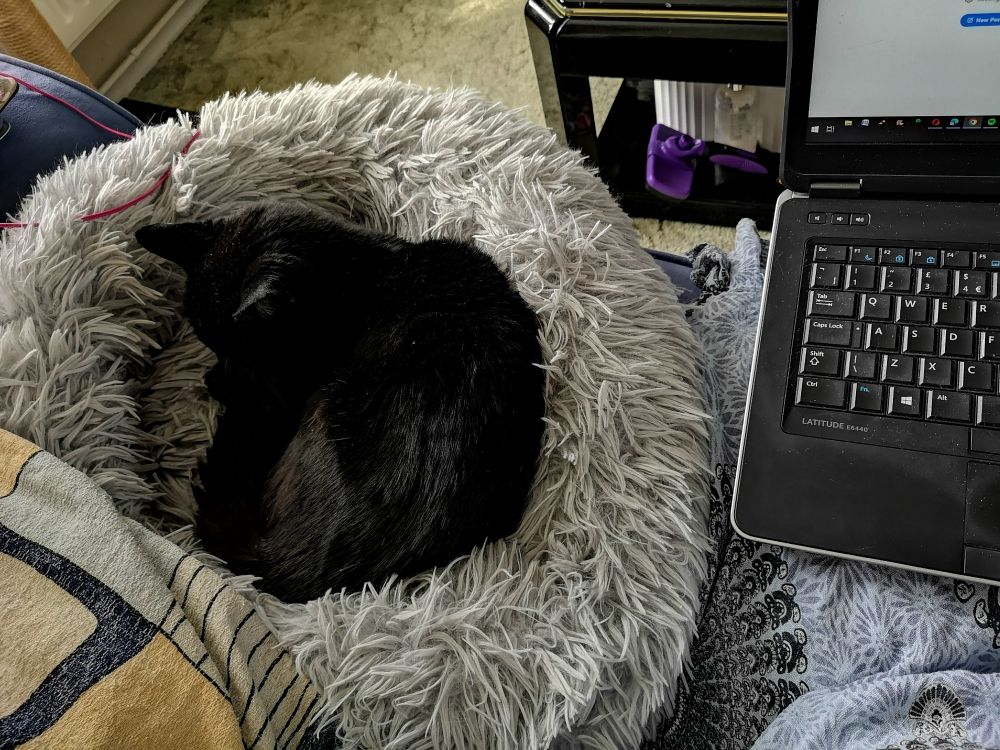 My dear 20 year old black pussycat keeping me company 