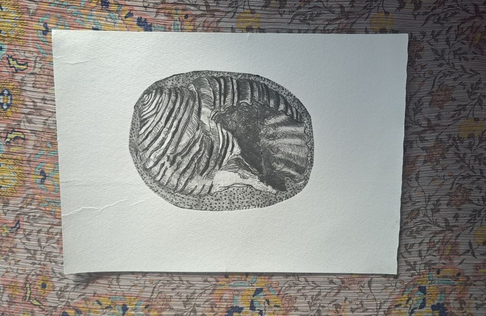 An etching of a brown tun shell, which I etched onto a piece of tetrapak carton and printed on a Rollaco press.