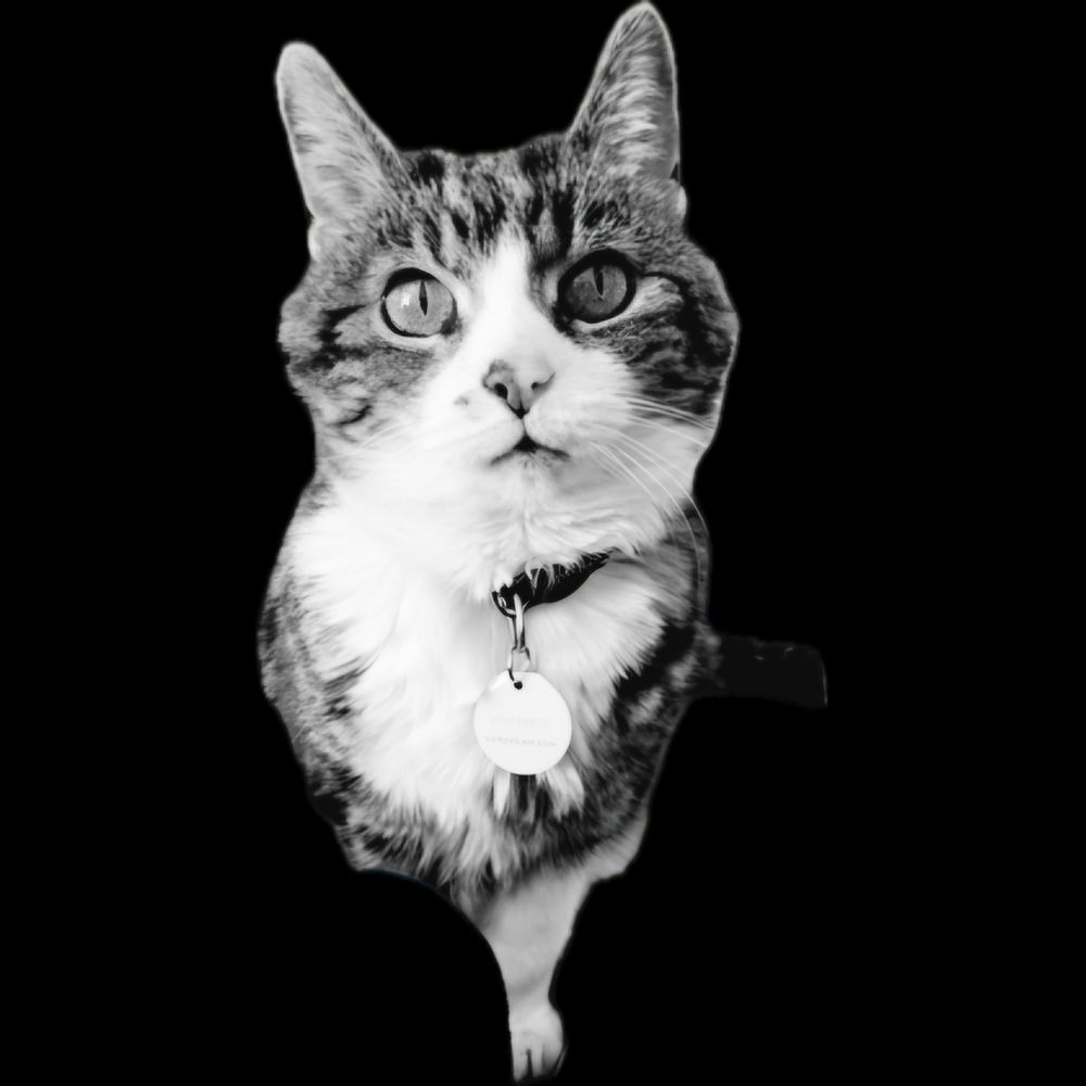 Minibeast, a cranky, old, characterful cat who has a white neck and nose, a beautiful set of almond eyes and a two tone nose.