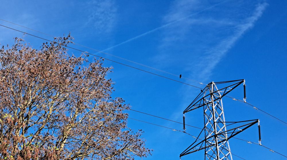 Vivid blue sky, Hazel trees with brown catkins and two rooks perched on a pylon top, cawing.