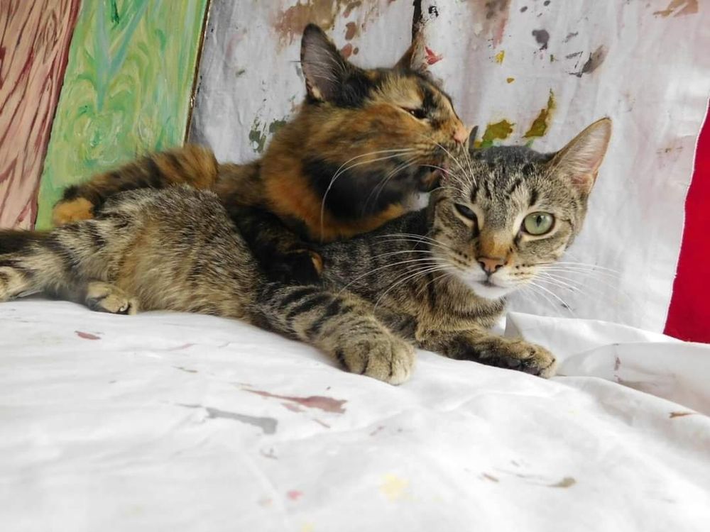 Two cats,  the orange and black one licking the tabby while sitting on top of him