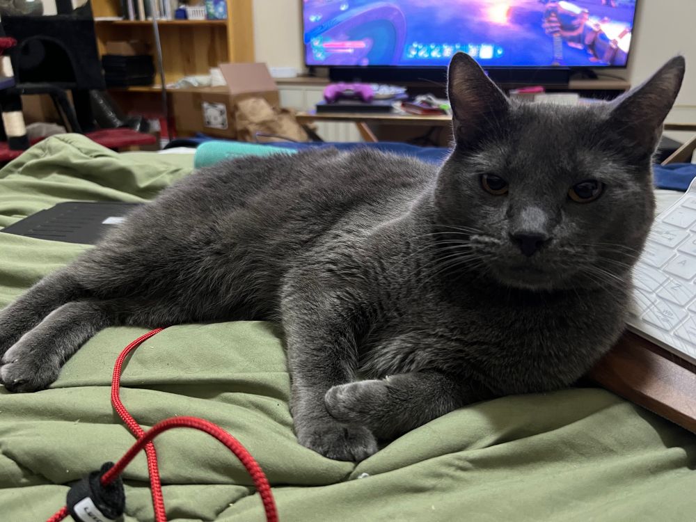 Esteban the young cat boy princeling of the Bronx