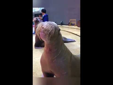 Walrus Whistle