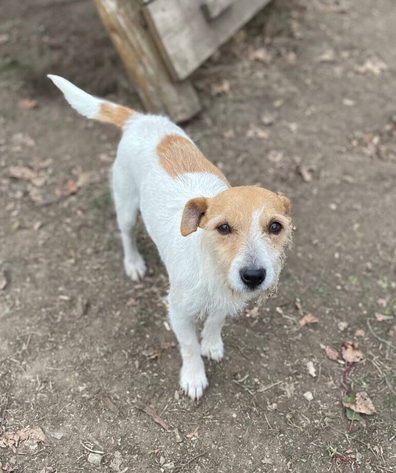 a small brown & white terrier mix, looking timid as she approaches the photographer