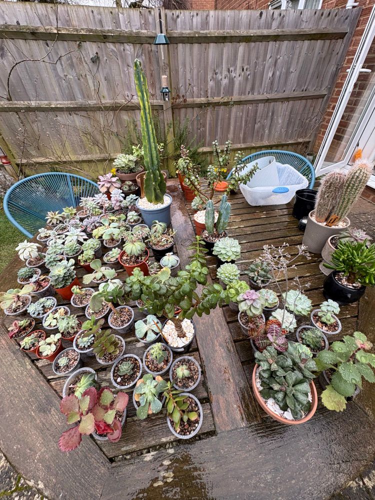 Perhaps around a hundred small succulents in nursery pots, plus a few larger ones and a couple of cacti. The plants and the wooden table they are on are wet because they have just been watered.