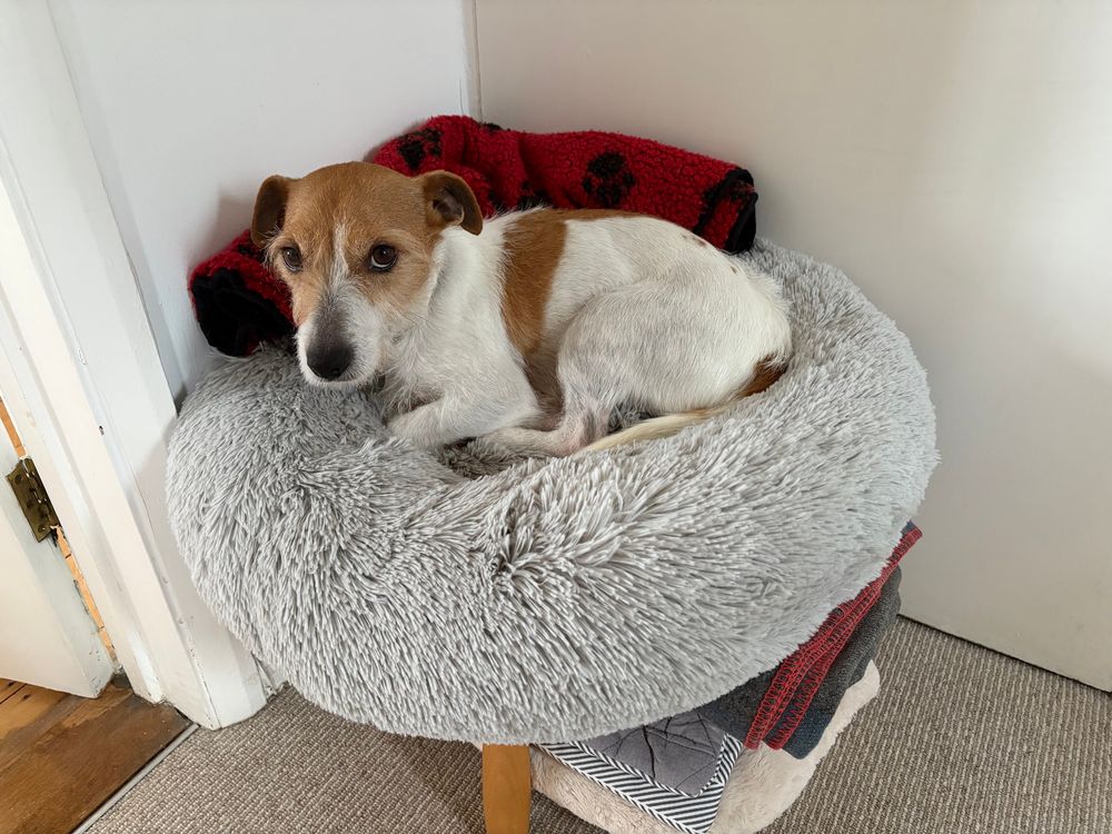 a small, brown and white terrier mix is curled up in a soft, grey, fluffy dog bed perched on a stool layered with a stack of blankets. she looks relaxed, gazing at the camera with gentle eyes.