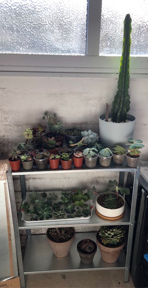A small stack of metal shelves filled with succulents of various sizes & varieties. The top shelf is mostly filled with small echeveria with the exception of a tall & somewhat misshapen cactus.