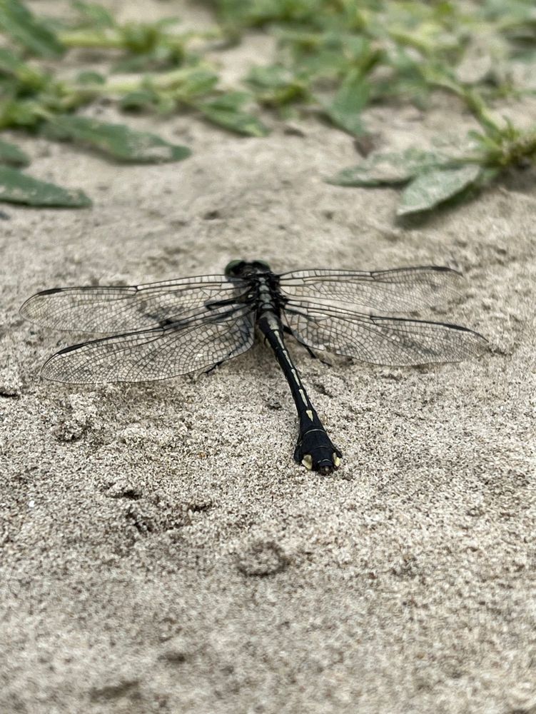 Black dragon fly with translucent wings in the sand
