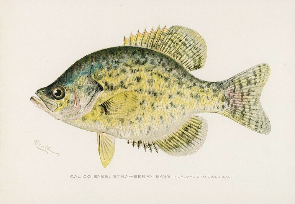 Calico Bass, Strawberry Bass, 1832.

Los Gould y el mayor de sus cuatro hijos sobrevivientes viajaron a Australia en 1838. Mientras vivió ahí, Elizabeth hizo cientos de así como ilustraciones para el volumen de ornitología de Zoology of the Voyage of HMS Beagle de Charles Darwin .
Falleció el 15 de agosto de 1941, a causa de fiebre puerperal tras dar a luz a su octavo hijo. Tenía 37 años. 