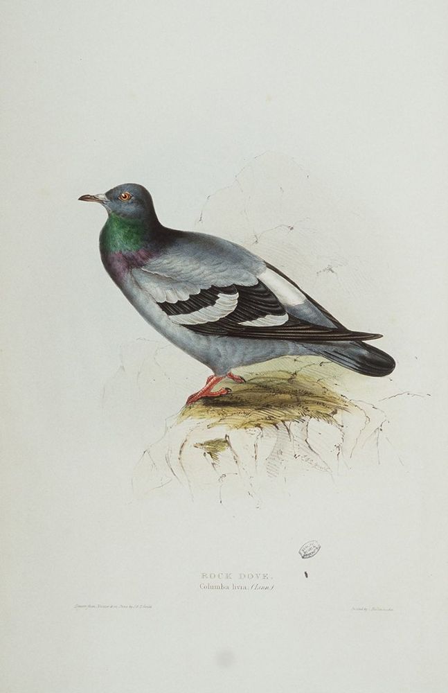 Rock Dove, 1832.

Se casó con John Gould en enero de 1829, cuando ambos tenían veinticuatro años. Elizabeth comenzó su vida profesional realizando dibujos ornitológicos para John. Su primera obra publicada fue en 1832, " Un siglo de aves de las montañas del Himalaya" . A falta de editor, los Gould decidieron publicarla ellos mismos.