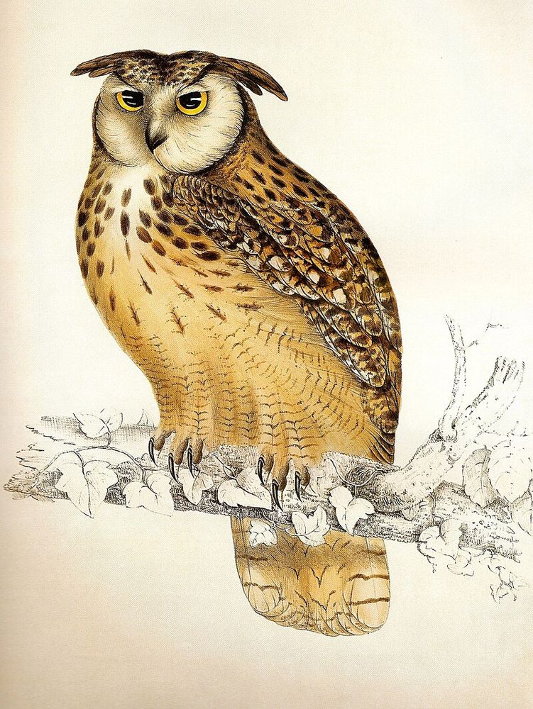 Búho Bengalesis, 1832.

Los Gould enfatizaron hábilmente el valor estético de la naturaleza, a la vez que educaban a quienes los rodeaban sobre nuevas especies, alimentando la necesidad de representaciones de aves y otras especies.  En sus once años de carrera (1830-1841), Elizabeth diseñó, litografió y pintó más de 650 láminas. 