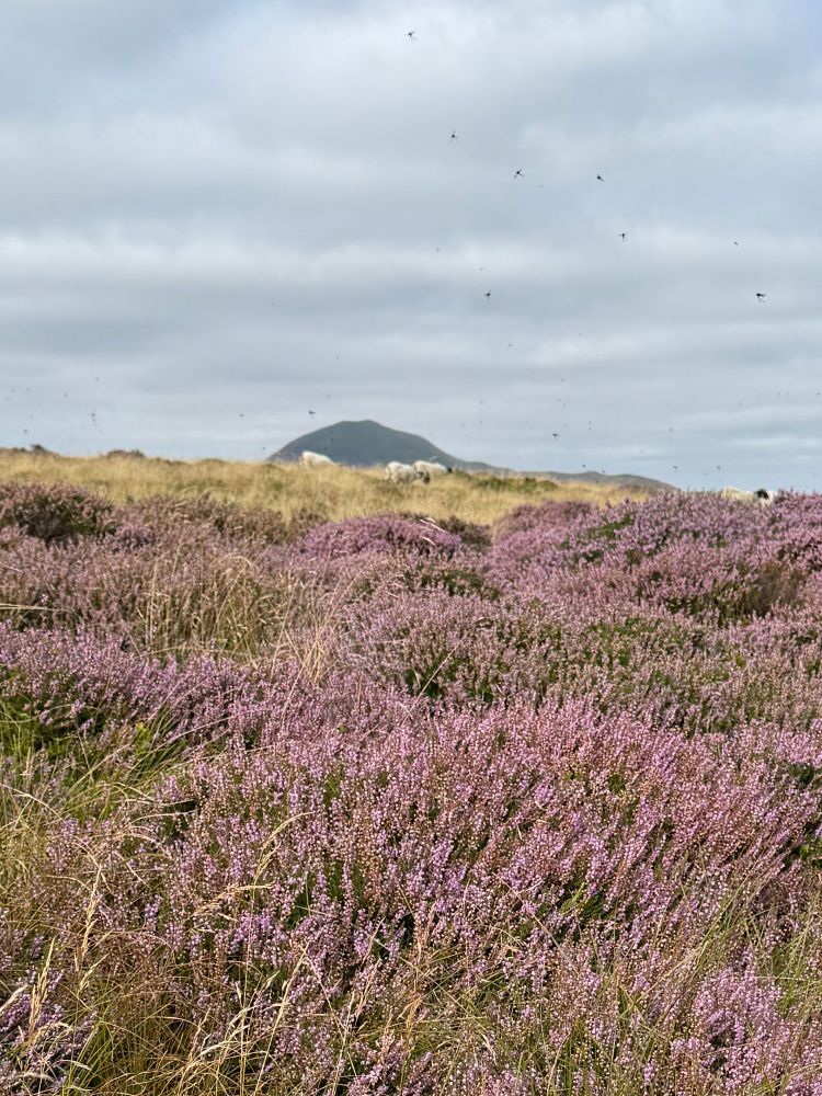 Heather and view to West Lomond summit