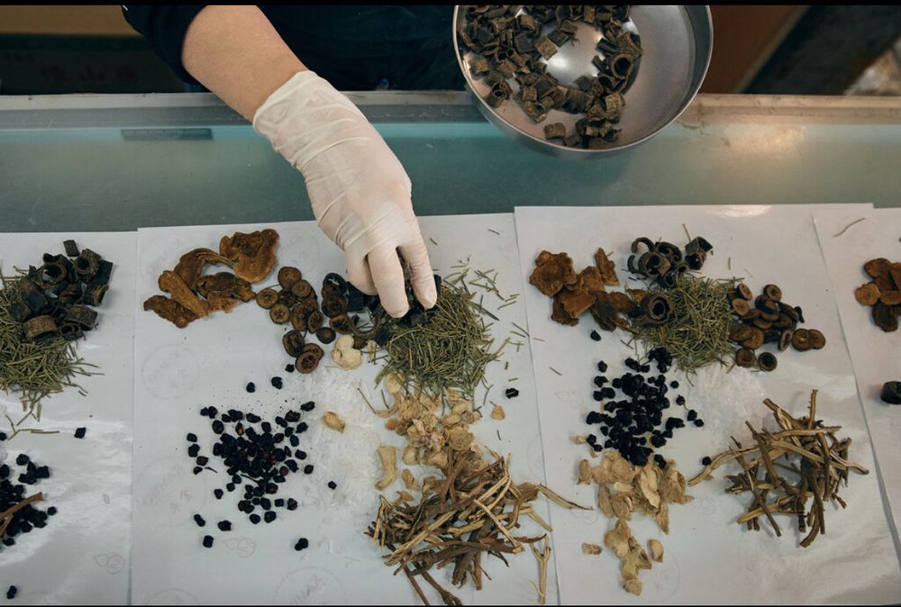 A gloved hand over different traditional Chinese medicine herbs. The T.C.M. sector is one of many industries that could be upended by Trump’s trade war 