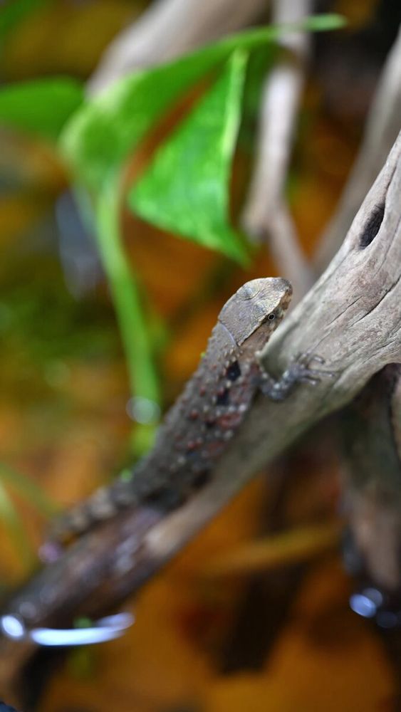 A Chinese crocodile lizard sits on a log above running water. The lizard is one of dozens of animals featured at The Gecko Gallery NYC
