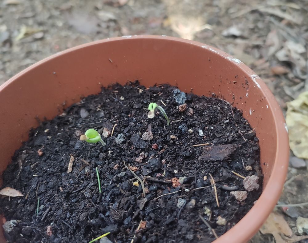 עציץ ובו שני נבטי עגבנייה קטנטנים