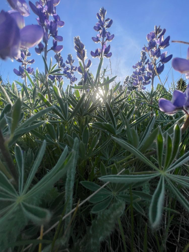 Silvery lupines (Lupinus argenteus) showcasing light purple flowers 
