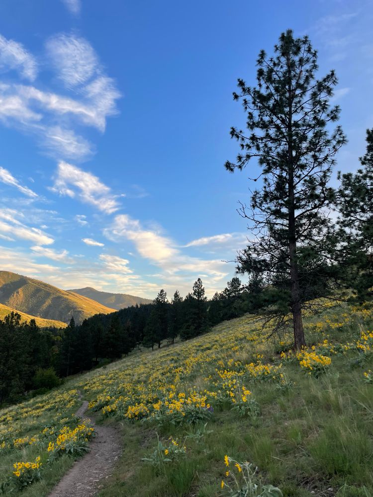 Trail lined with wild common sunflowers (Helianthus annuus) in the foreground, conifers in the distance, and rolling hills in the background. The photo was taken during sunset and has a golden hue.